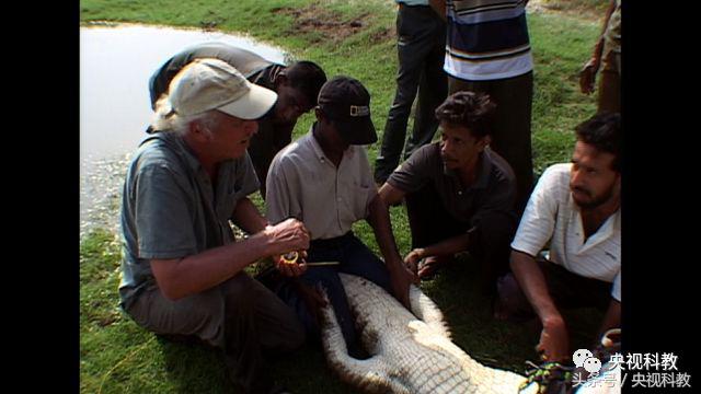 自然传奇之蟒蛇大追踪,自然传奇寻访大鳄巨蟒