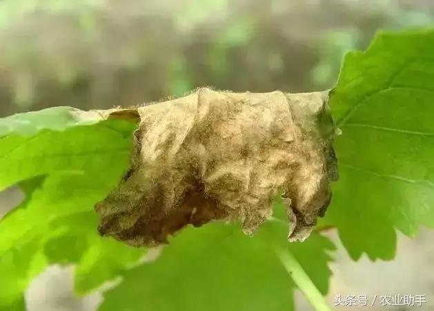 葡萄灰霉病控不住？花前用药是关键！