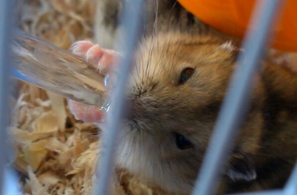 萌仓鼠是怎么喝水的,仓鼠小知识仓鼠喝什么水