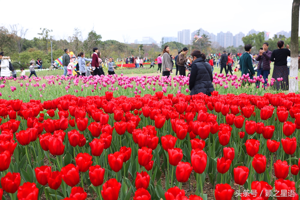 宁波院士公园最新消息,宁波院士公园现在花还开着吗