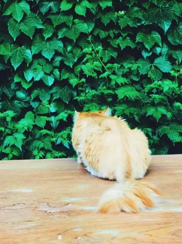 猫谱:因相成名,因名成谱《蓝毛毛找猫》24:猫出有名