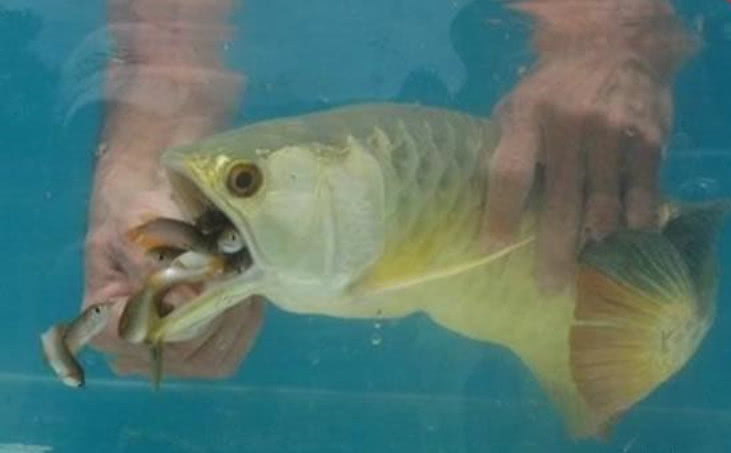 金鱼不吃东西能活多久,金鱼老是吃不到鱼食