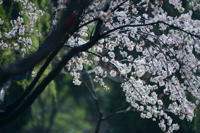 十个诞生在诗词中的成语,40个出自诗词的成语