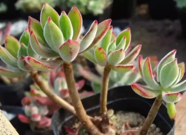 270种常见多肉图谱,270种常见多肉盆景