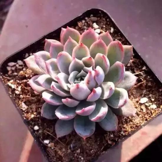 270种常见多肉图谱,270种常见多肉盆景