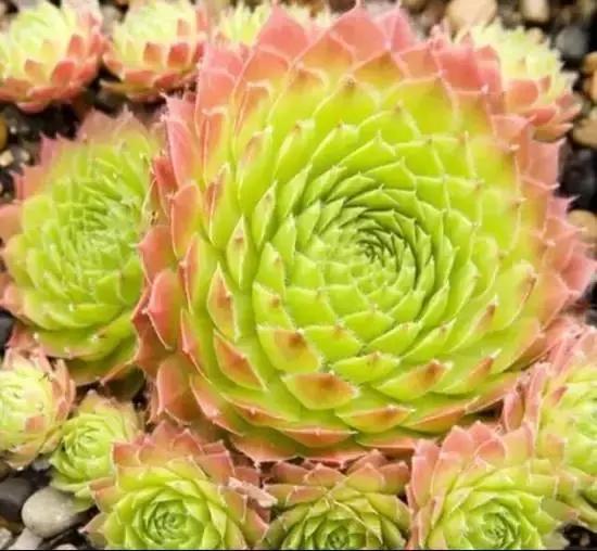 270种常见多肉图谱,270种常见多肉盆景