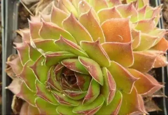 270种常见多肉图谱,270种常见多肉盆景