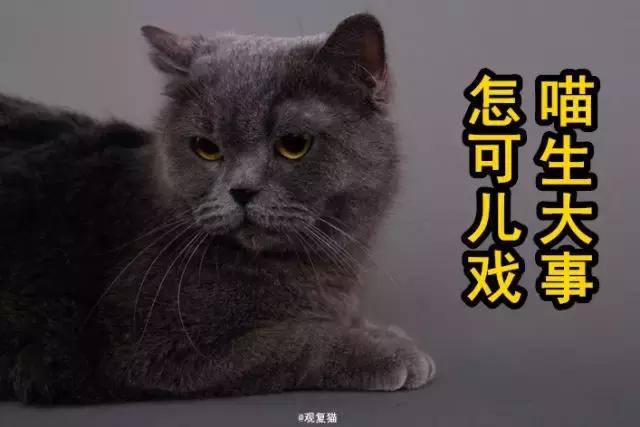 盘点中国古代猫,中国名猫有哪些猫