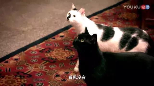 盘点中国古代猫,中国名猫有哪些猫