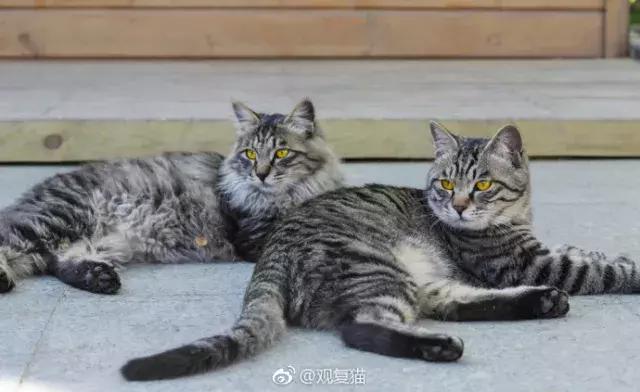 盘点常见的猫咪名字看有你家猫吗,猫咪名称大盘点