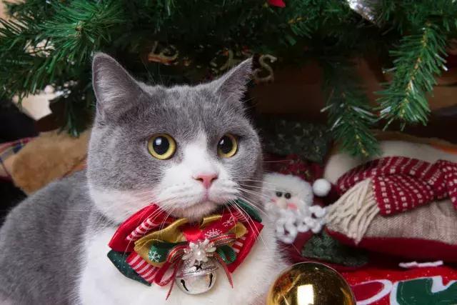 盘点中国古代猫,中国名猫有哪些猫