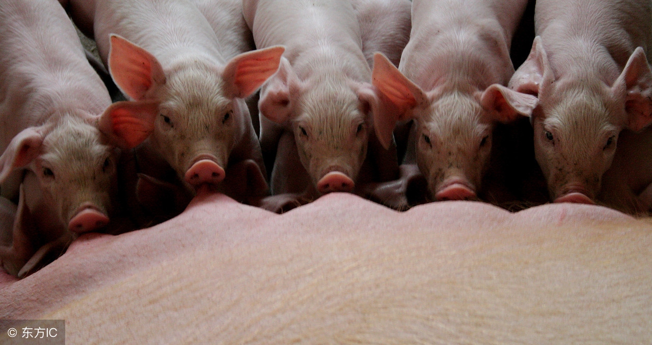 仔猪红白黄痢的治疗方法,仔猪痢疾严重怎么处理