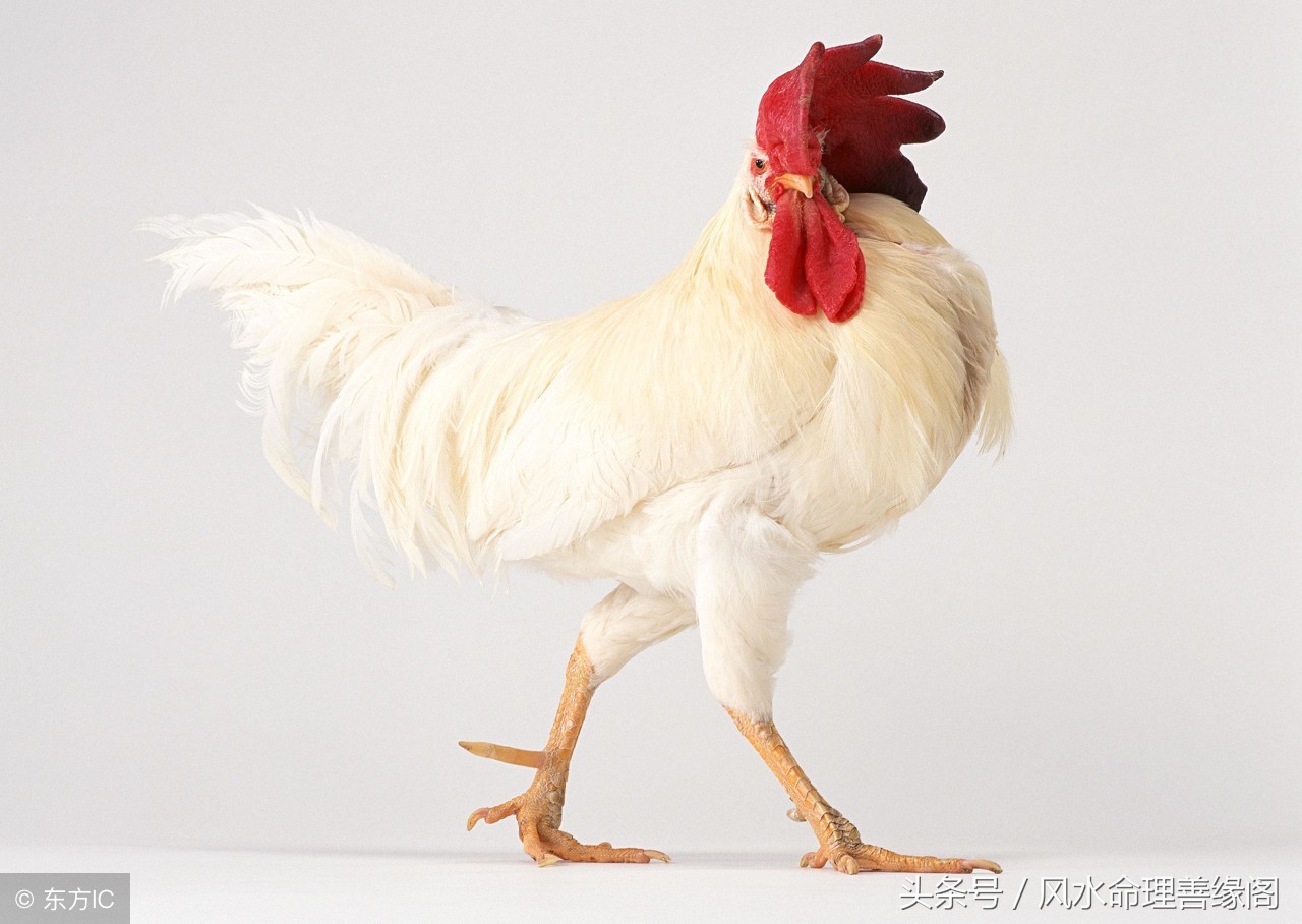 2018年十二生肖总体运势解析,2018年十二生肖每周运势详解