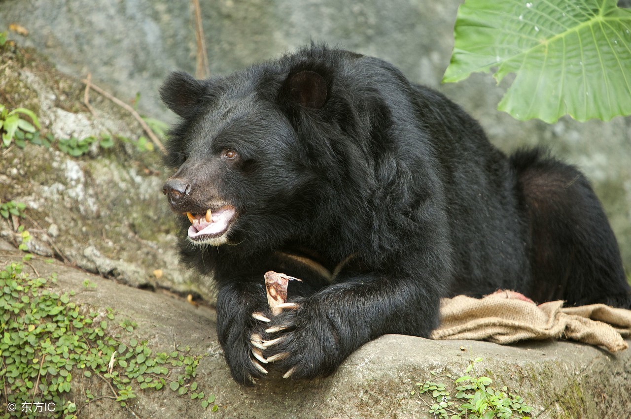 白背猩猩斗老虎,最后的较量全集