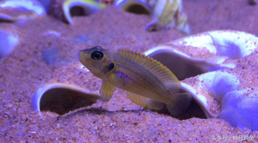 养三湖慈鲷的鱼缸,什么鱼缸适合养三湖慈鲷