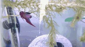 奇迹锦鲤观赏鱼,奇迹观赏鱼