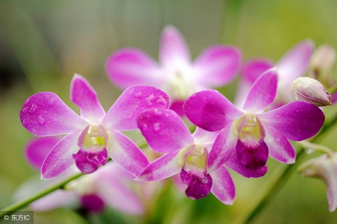 梅兰竹菊四君子诗词对比,梅兰竹菊四君子最好的五绝诗词