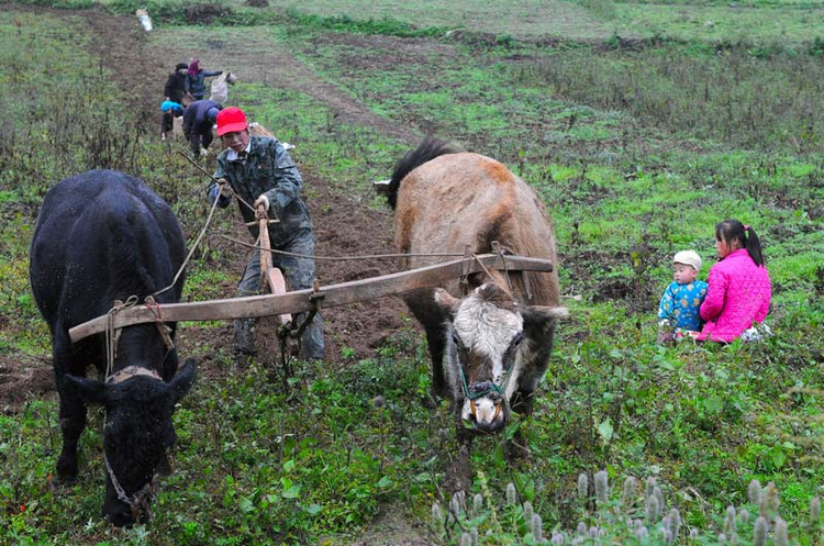 陇南民歌最好听的歌曲,陇南最有名的三字歌