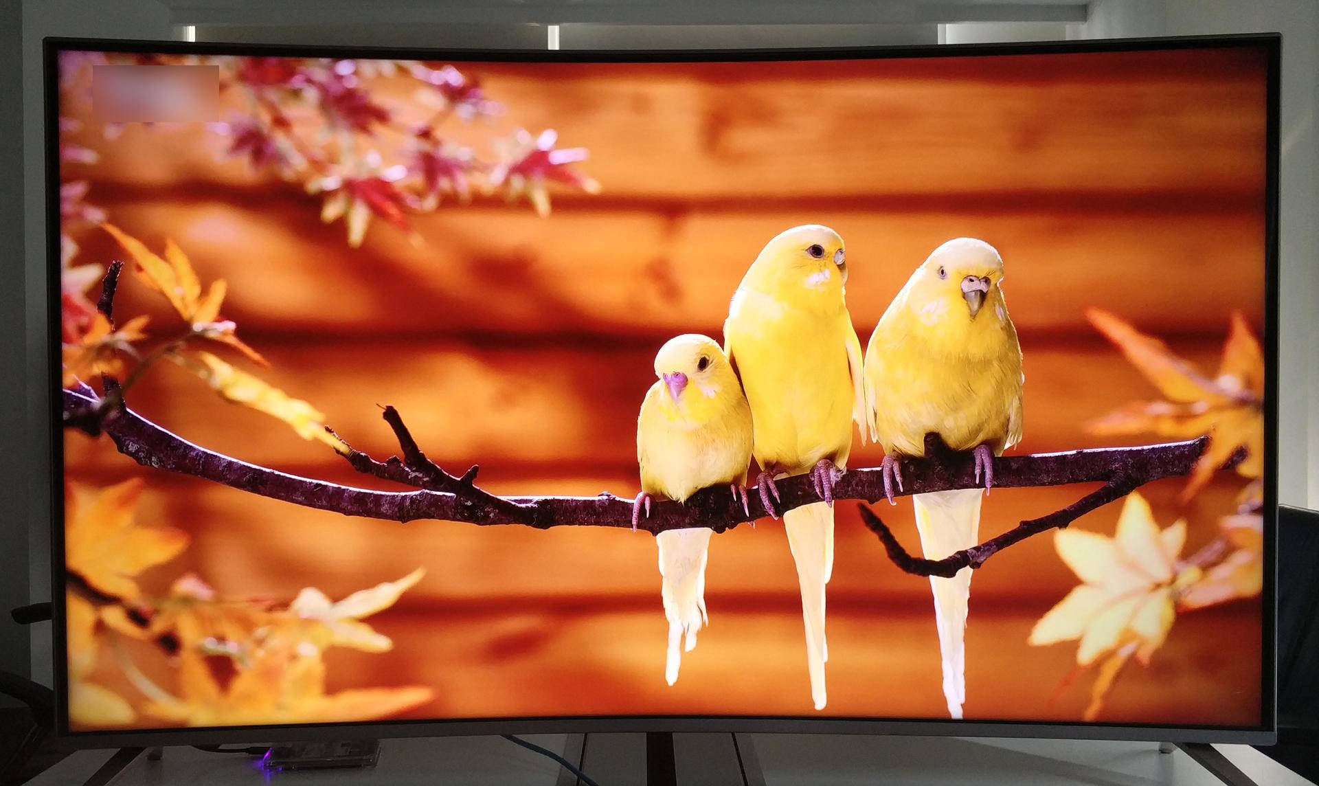 风行电视f55c怎么样,风行曲面电视f55c