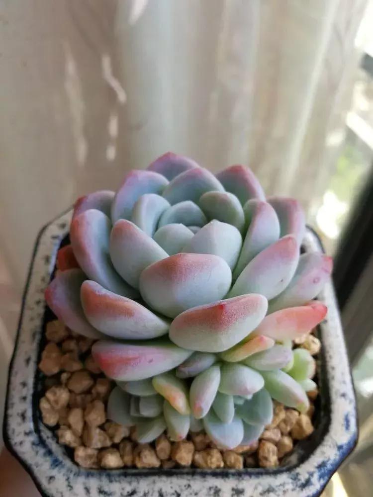 为了多肉改造阳台,疯狂的她