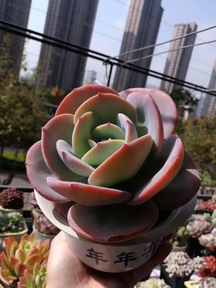 为了多肉改造阳台,疯狂的她