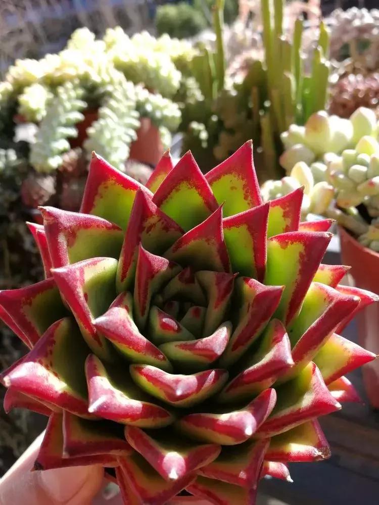 为了多肉改造阳台,疯狂的她