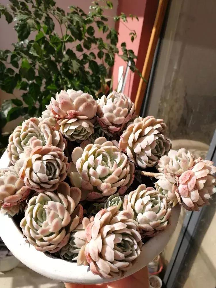 为了多肉改造阳台,疯狂的她