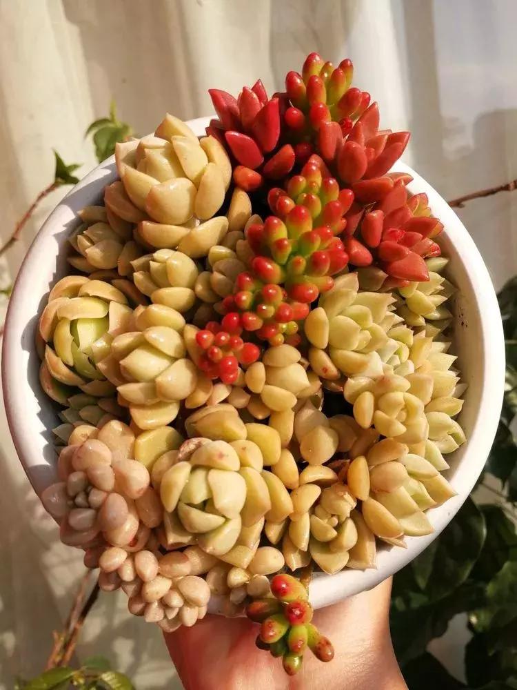 为了多肉改造阳台,疯狂的她