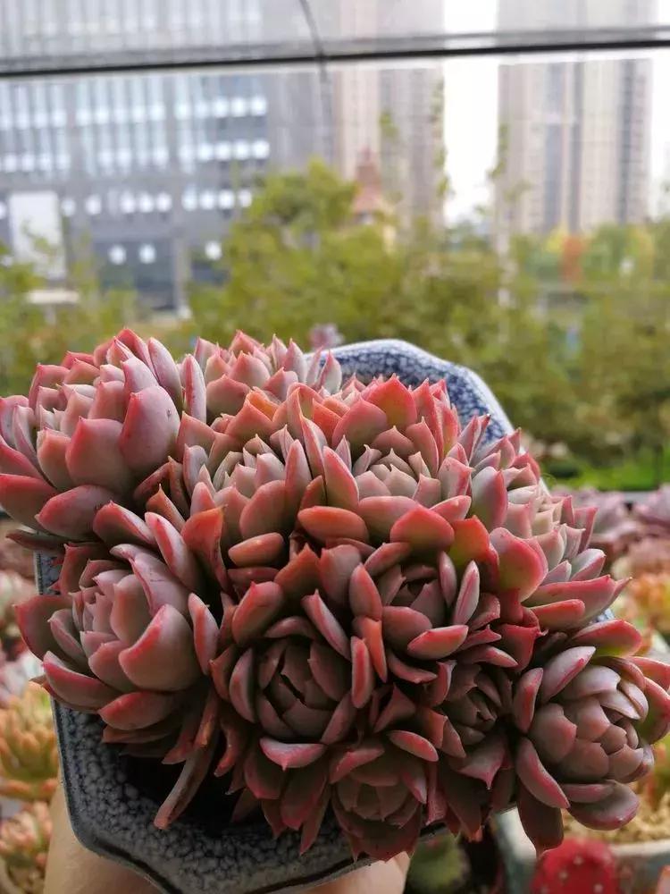 为了多肉改造阳台,疯狂的她