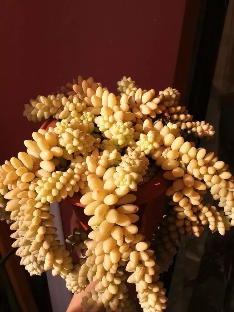 为了多肉改造阳台,疯狂的她