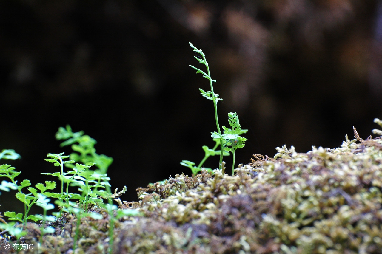 说一声珍重道一声晚安美文,单身女励志晚安发圈美文