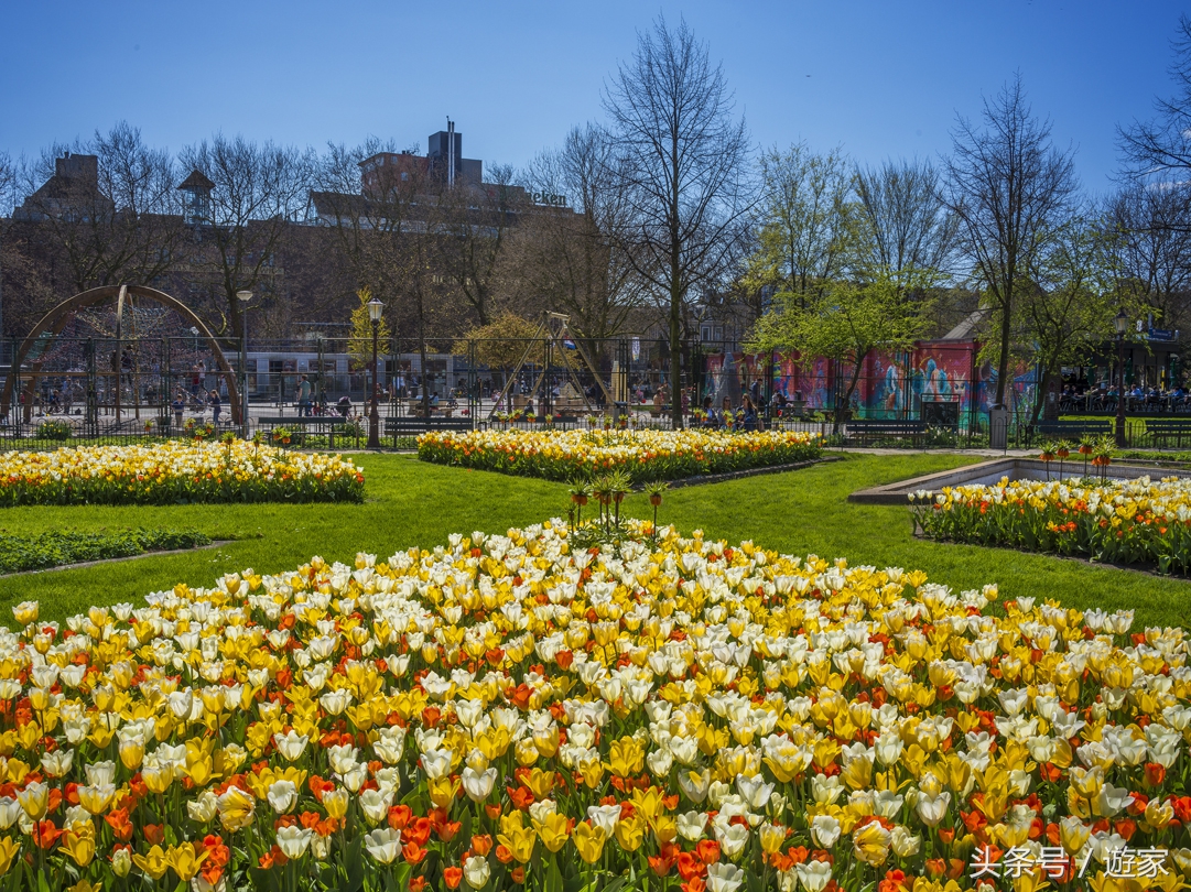 荷兰郁金香风光,维也纳冬天的花