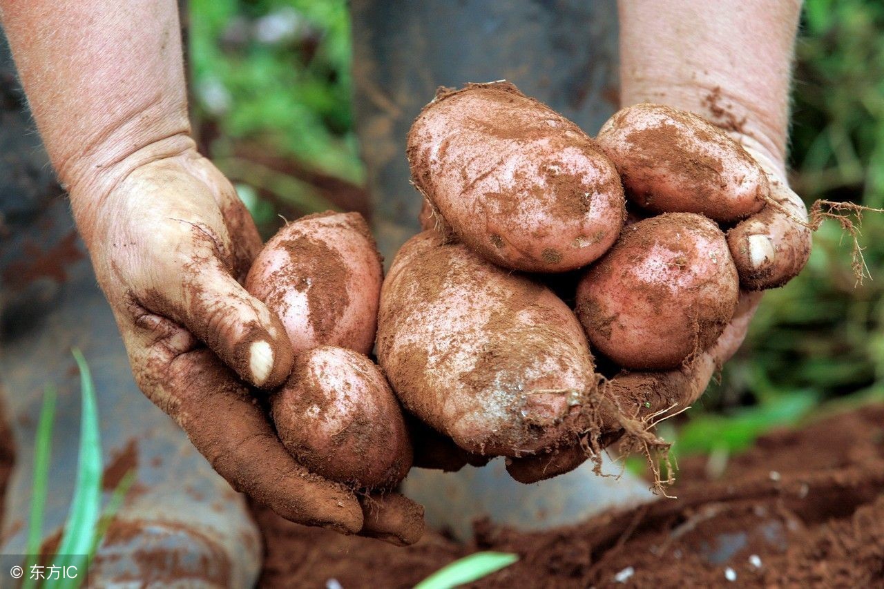 中国的马铃薯之乡在哪里,中国马铃薯之乡河北