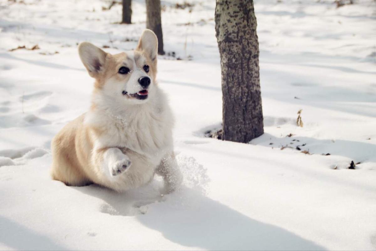 怎么养好柯基呀视频教程,怎么养柯基犬才比较好