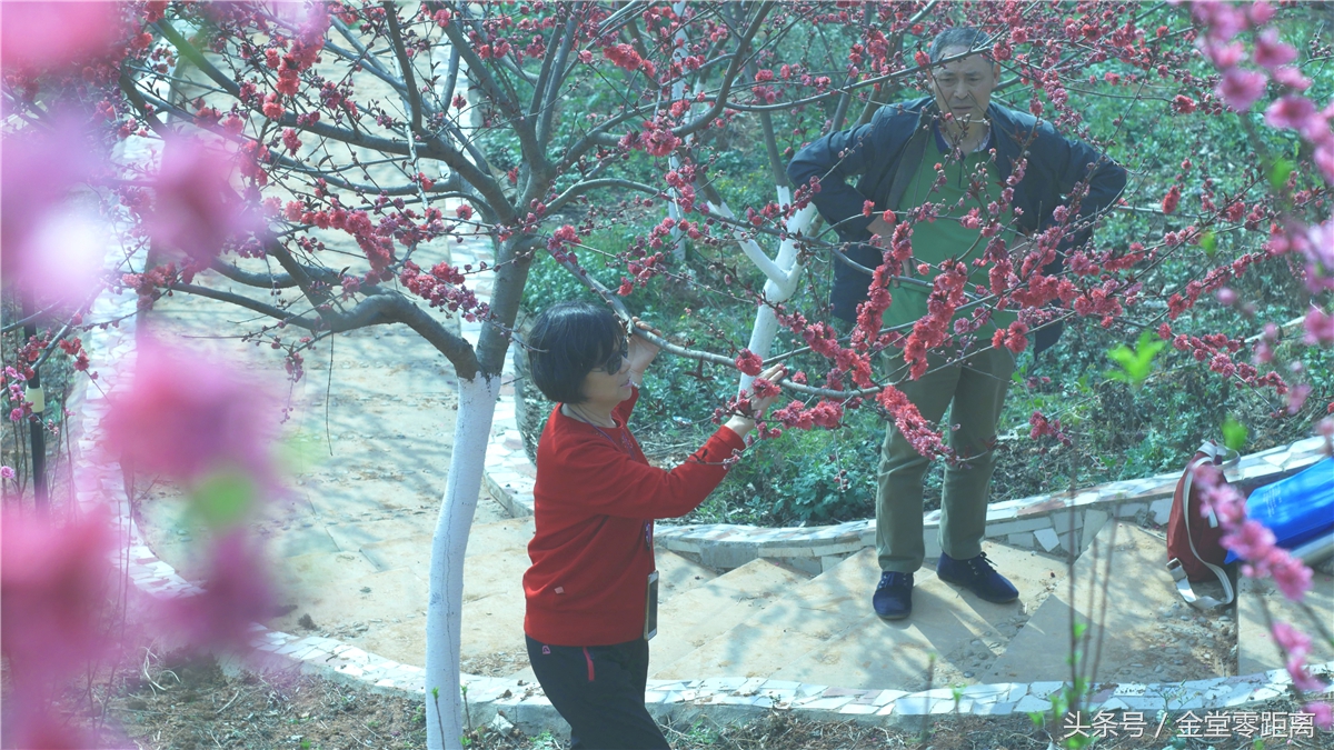 金堂玉皇山生态康养,金堂县玉皇养生谷详细介绍