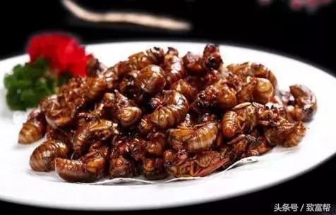 金蝉养殖的前景与效益,金蝉养殖效益