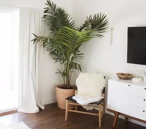 吸甲醛最好的绿植是什么,吸甲醛的绿植哪个最好