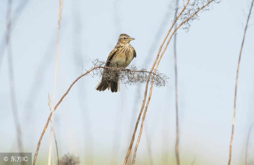 云雀鸟受惊发出小叫声是怎么回事,云雀鸟的叫声叽叽喳喳
