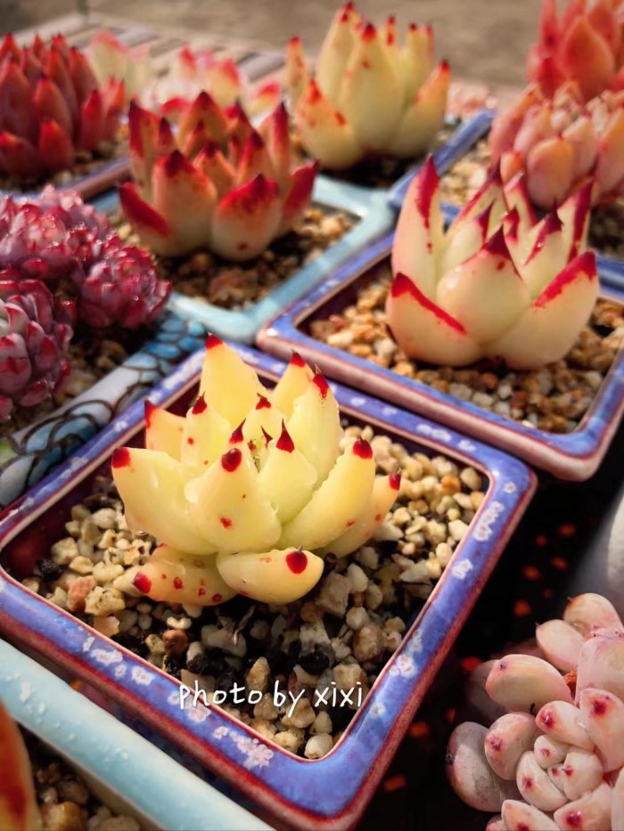 多肉种植的一些常见问题,多肉虹之玉锦的种植方法