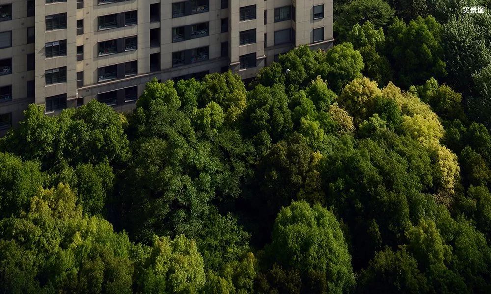 5万㎡大树草坪！金融区森林豪宅，它或是“世界杭”又一张新名片