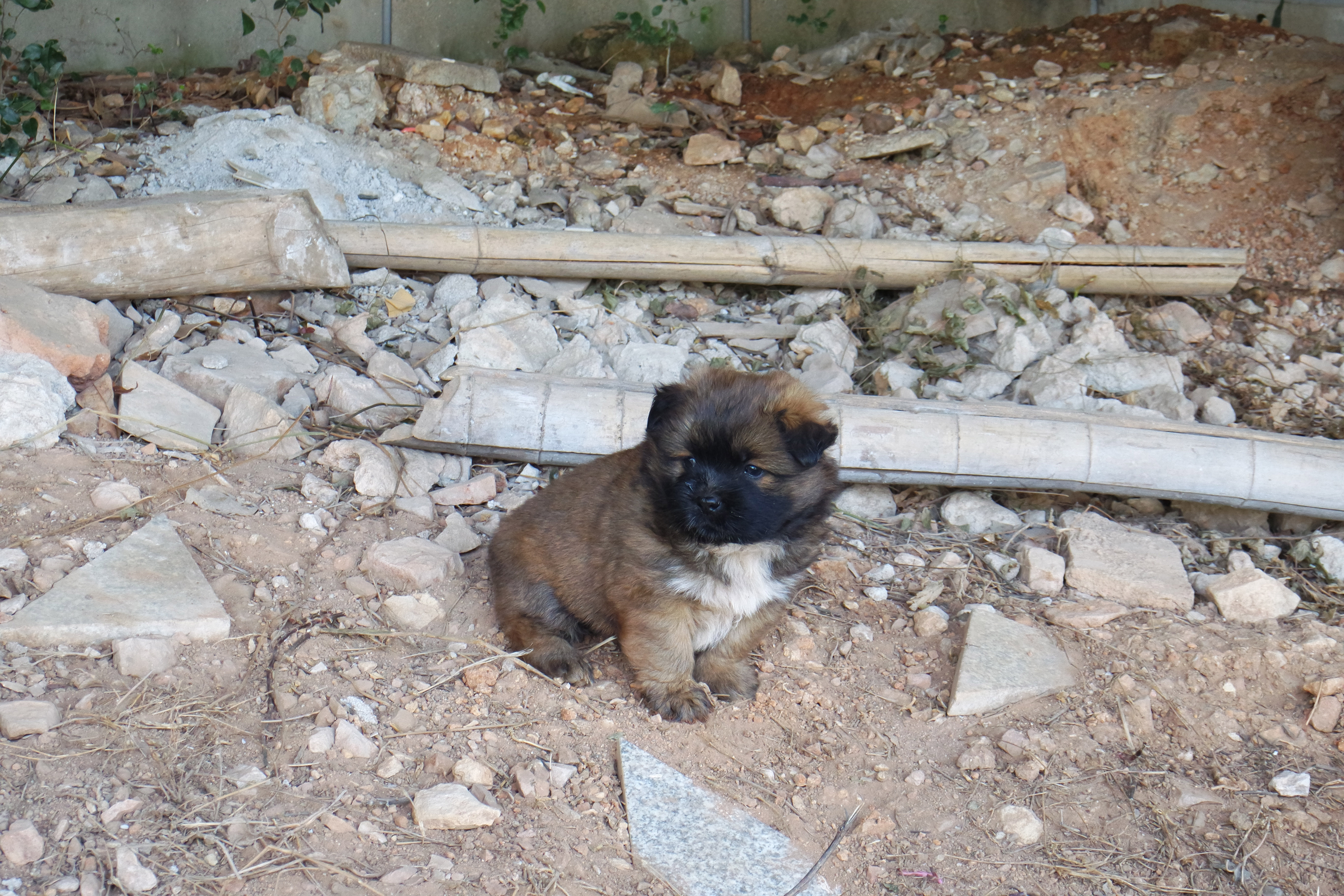 武昌理工学院樱花,武昌理工学院滚烫的青春