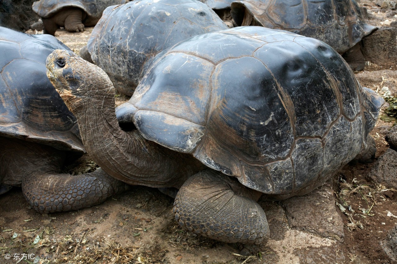 陆龟为什么吃粗纤维,陆龟可以吃的蔬菜