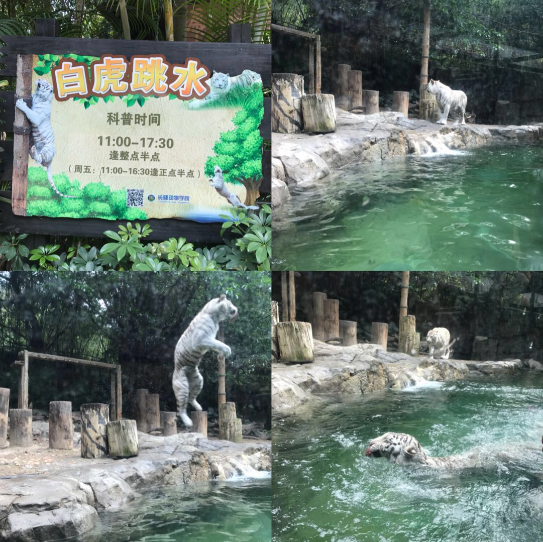 广州长隆野生动物园亲子游攻略,广州长隆野生动物园最全游玩攻略