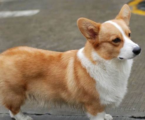 想养狗怕咬人,想养狗怕脏