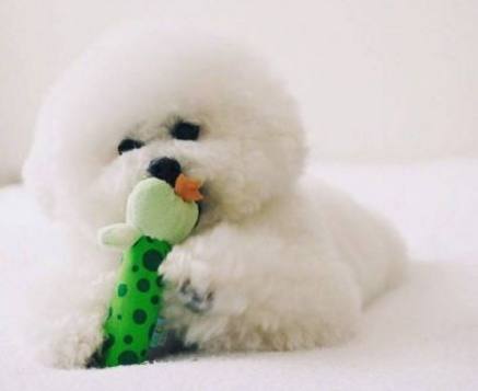 想养狗怕咬人,想养狗怕脏