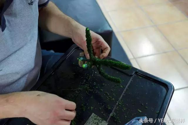 草缸如何爆养,新手草缸建议养什么