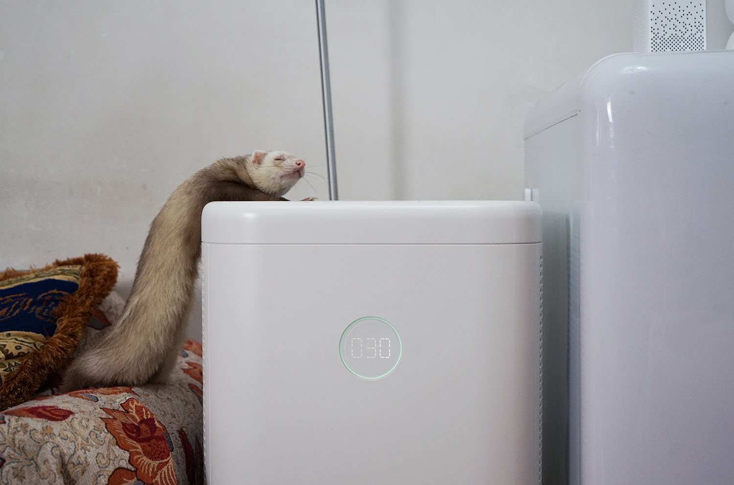 空气净化器除宠物屎味吗,空气净化器能去除宠物异味吗