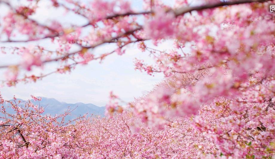 妯辫姳鐑傛极缂ょ悍鏃惰妭,妯辫姳鐑傛极濮圭传瀚ｇ孩