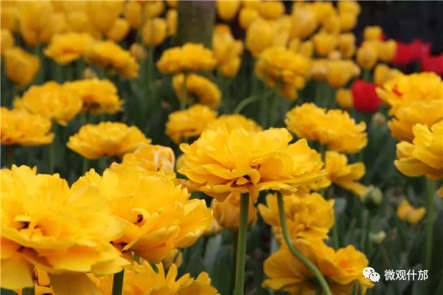 三月什邡旅游景点,三月的成都美景