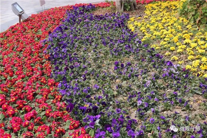 三月什邡旅游景点,三月的成都美景